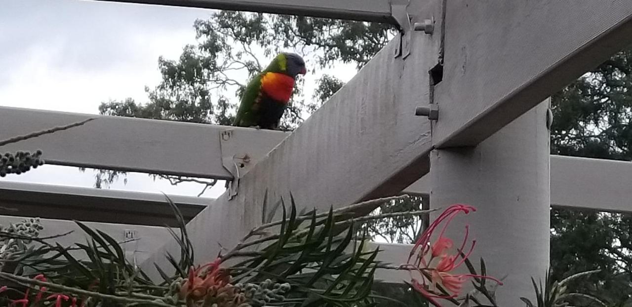 Taree Country Motel Buitenkant foto